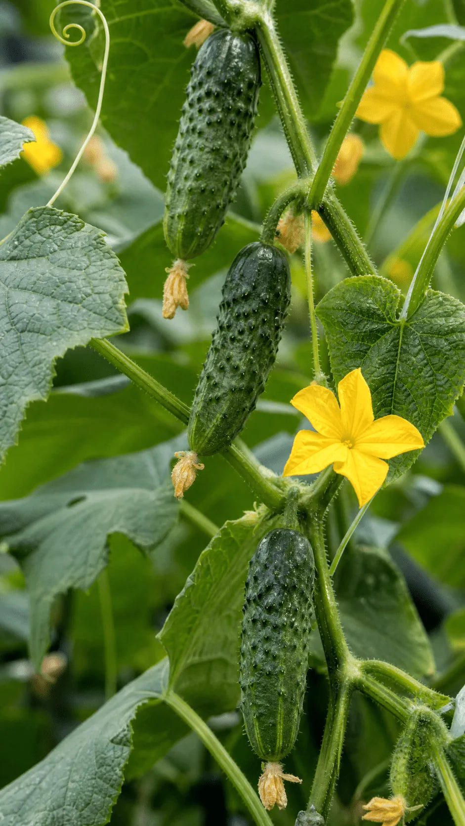 Agurk Cornichon de Paris frø – foto af agurkplanten