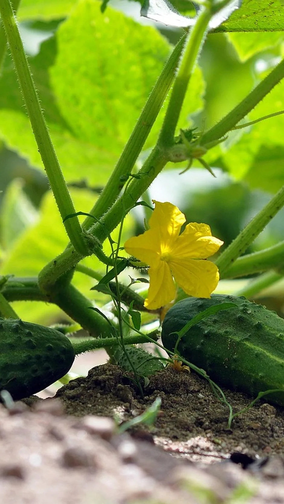 Agurk Hokus frø – foto af agurkplanten