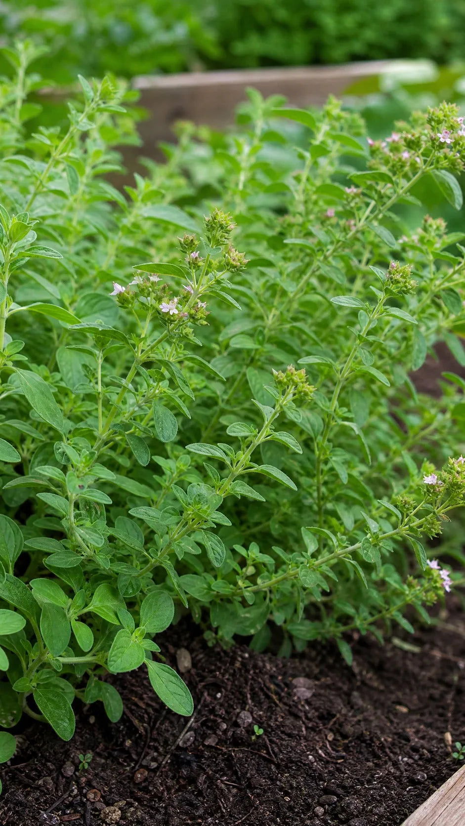 Oregano i urtehavebed