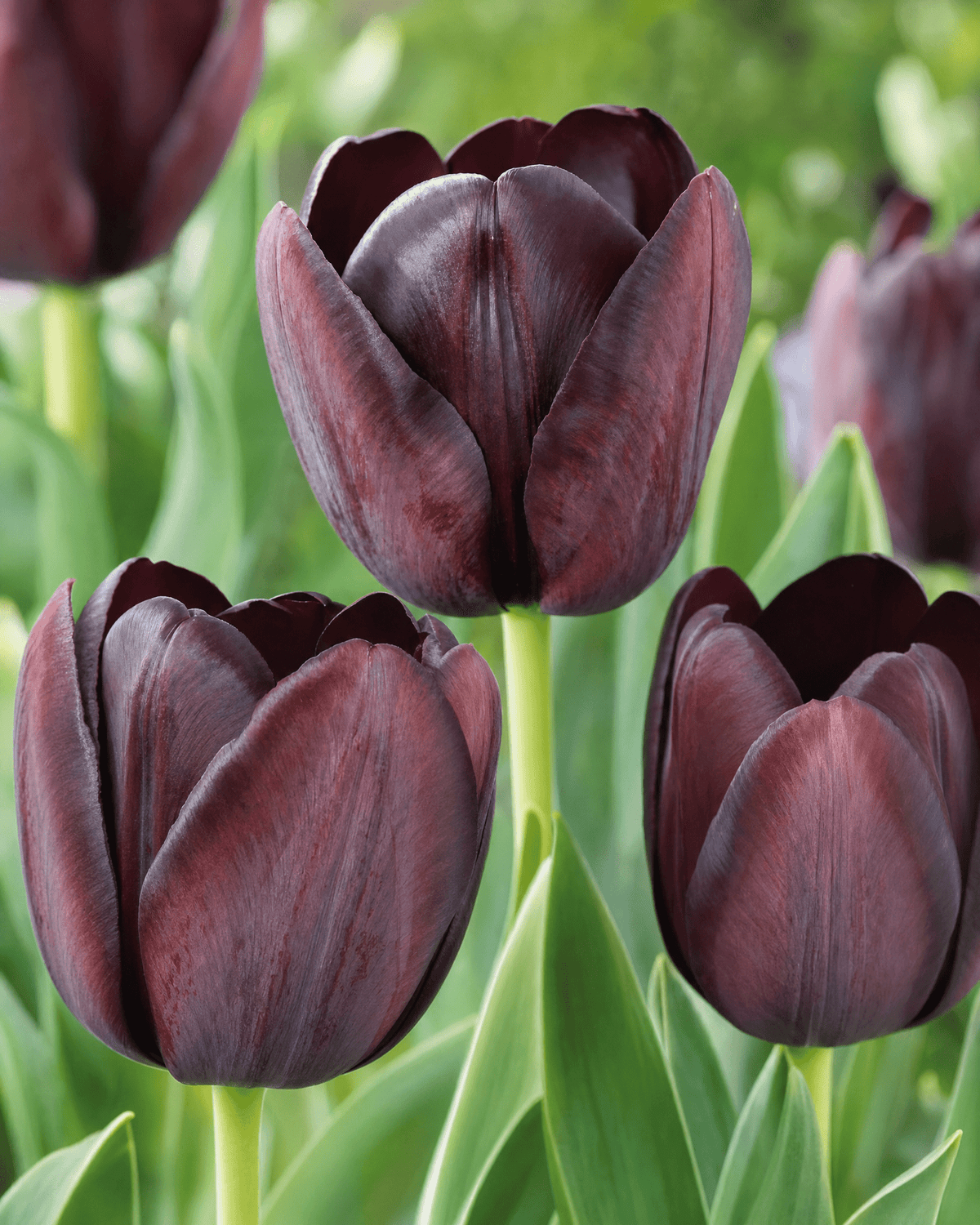 Tulipan 'Queen of Night' blomsterløg mørke lilla snitblomst
