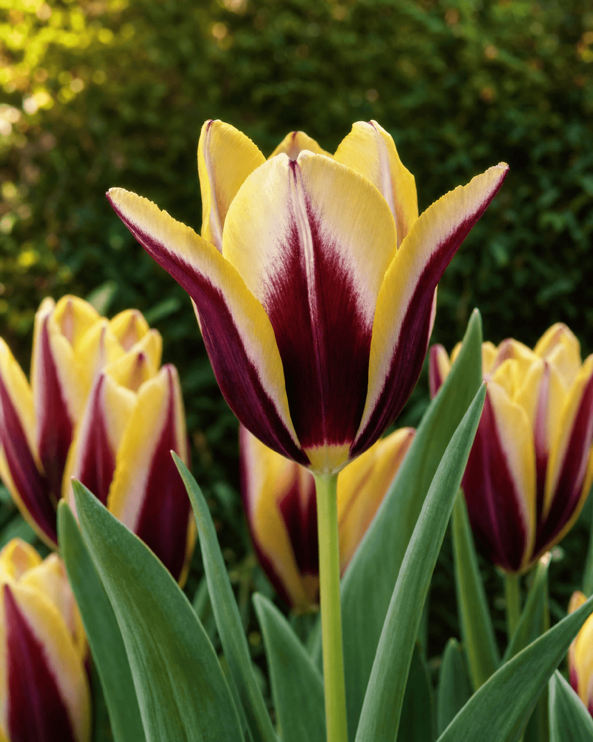 Nærbillede af Tulipan 'Gavota' tofarvet triumftulipan blomst