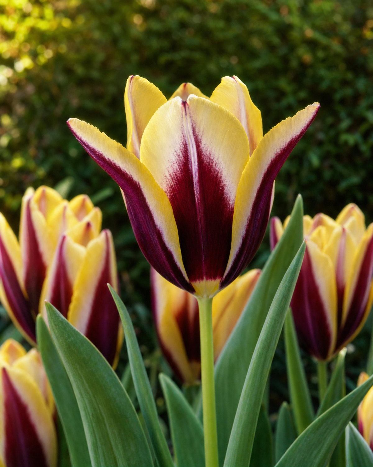 Tulipan 'Gavota' 11/12 cm