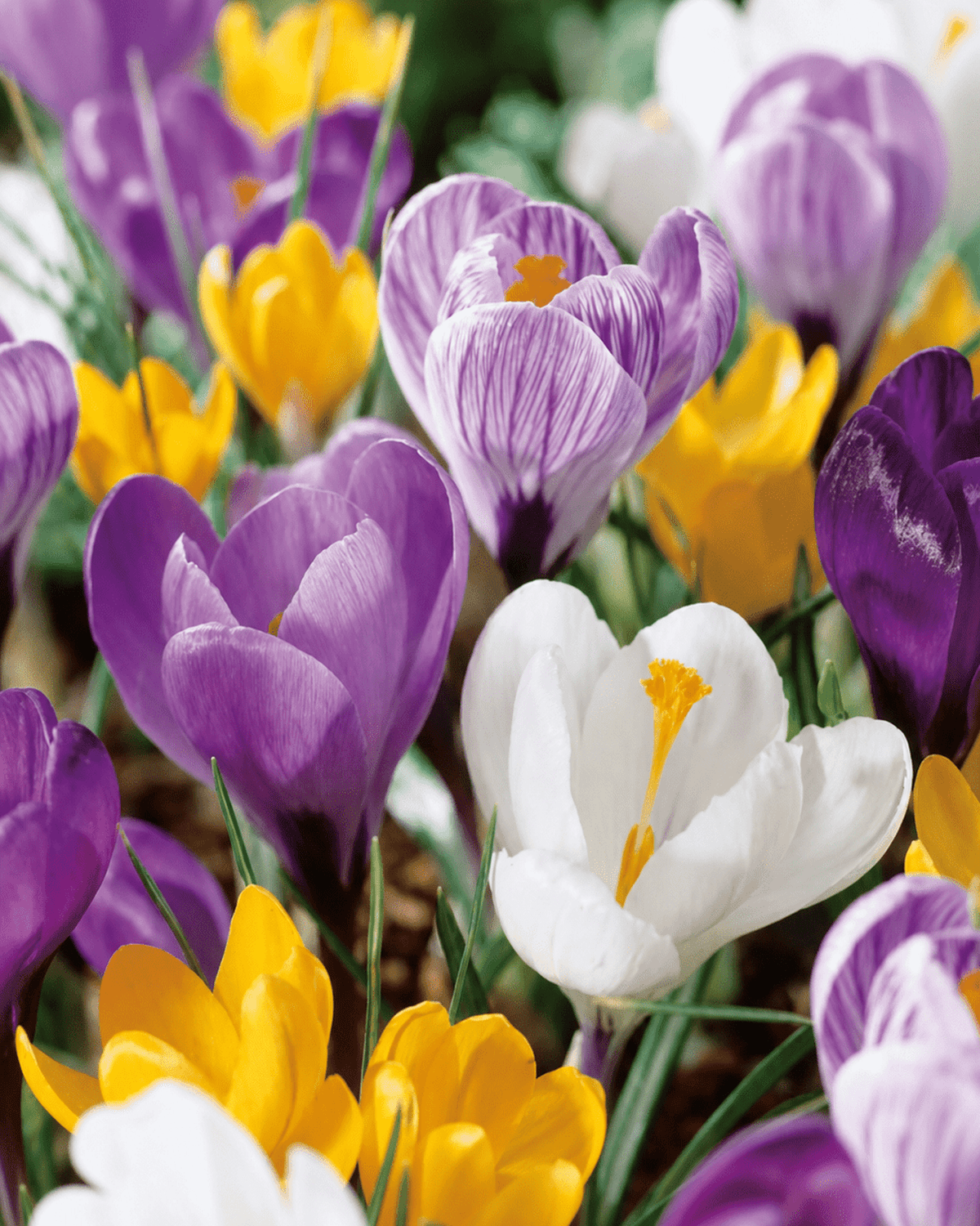 Lilla, hvide og gule krokus i blomst med grønne blade