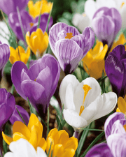 Lilla, hvide og gule krokus i blomst med grønne blade