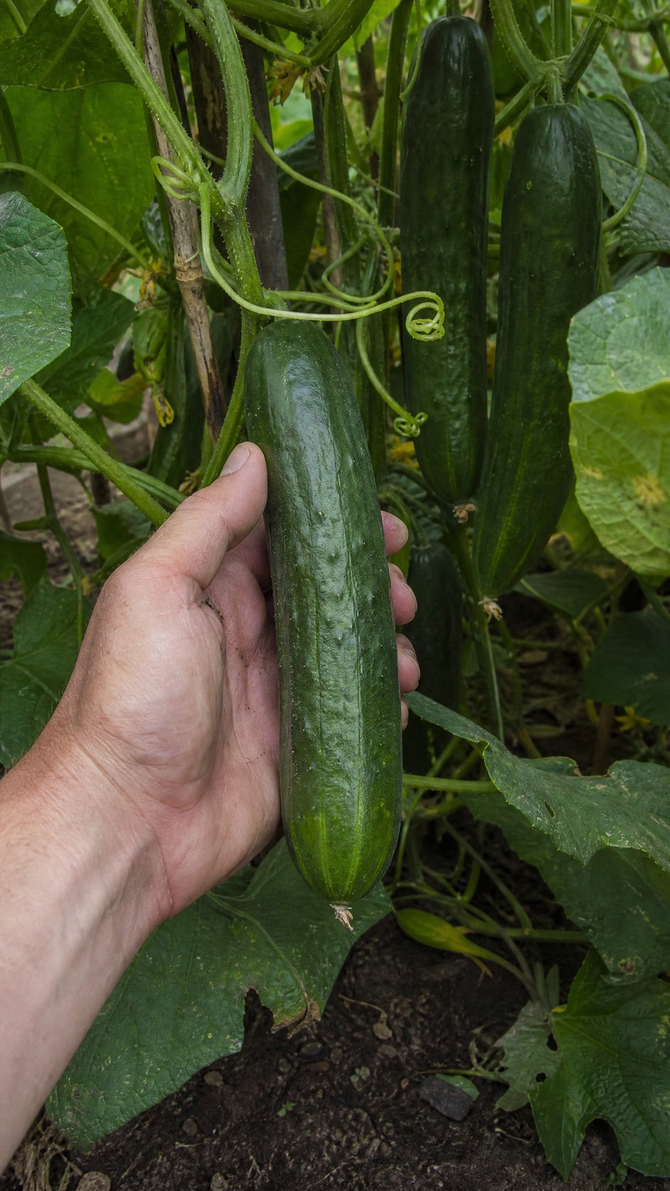 Agurk Marketmore – moden agurk høstes fra planten