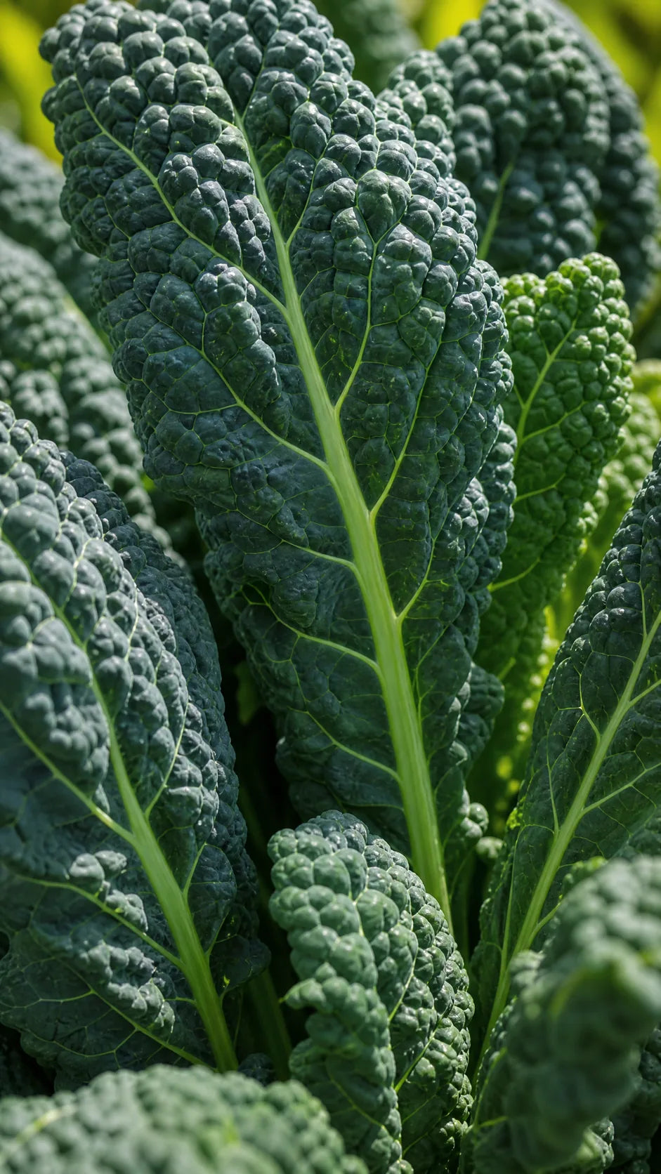 Palmekål 'Nero di Toscana' frø – foto af kålplanten
