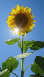 solsikke
