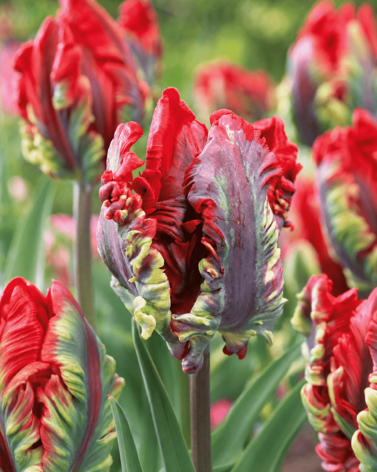 Gruppe af Tulipan 'Rococo' blomsterløg i haven med røde og grønne nuancer