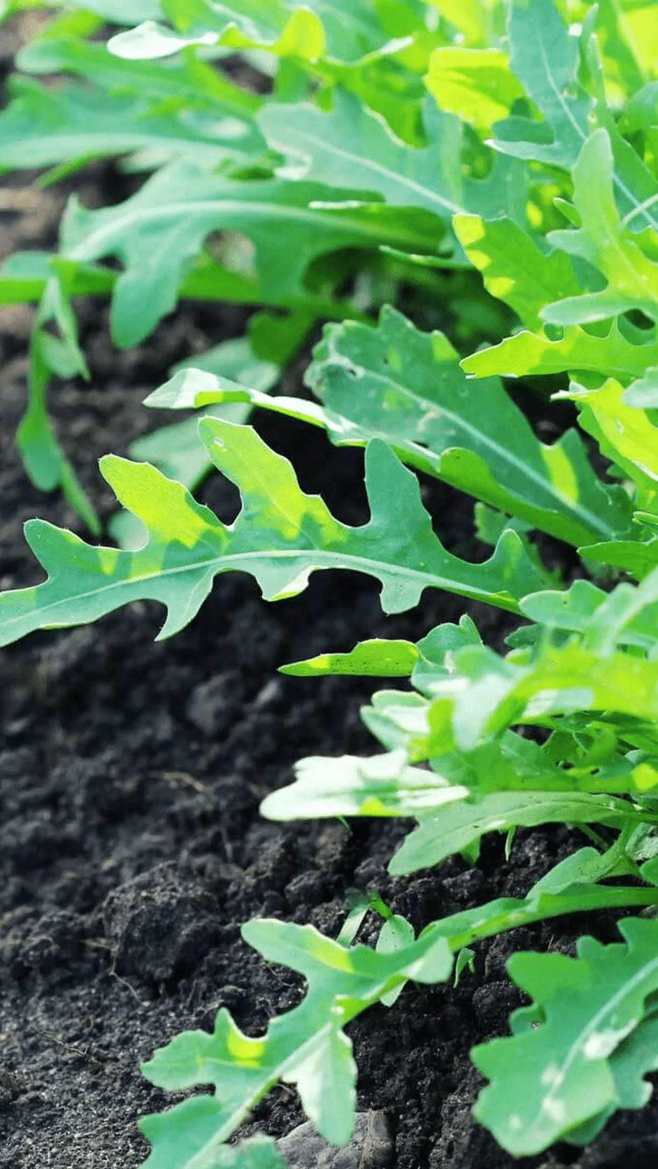 Rucola frø – foto af grøntsagsplanten