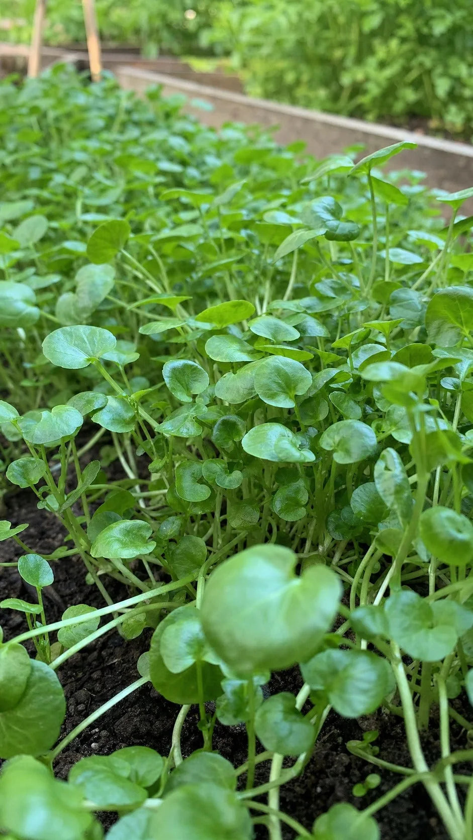Brøndkarse Watercress i køkkenhavebed – lodret format