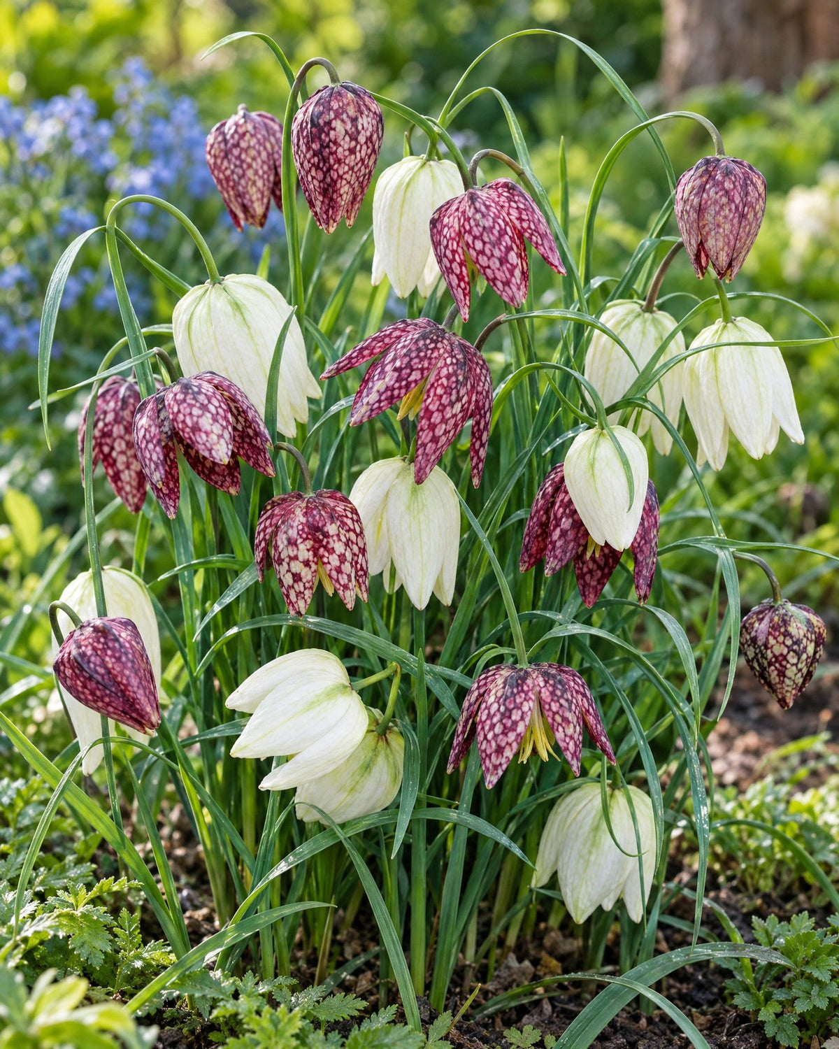 Vibeæg med purpur- og hvidskakternede klokkeformede blomster