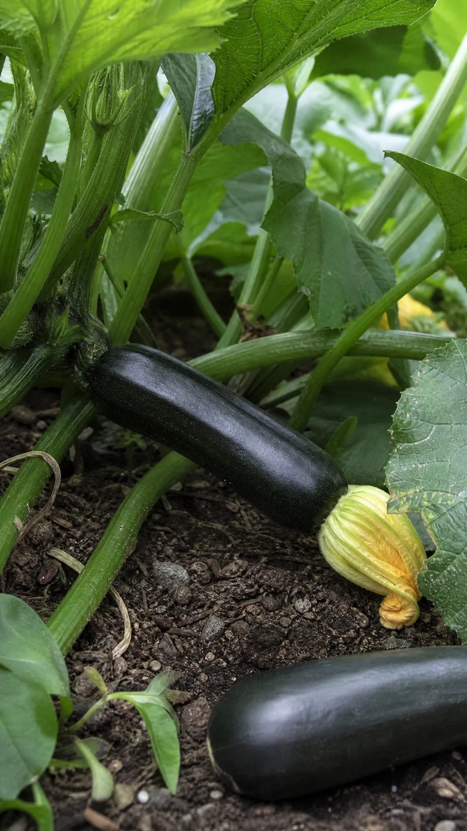 Sommersquash 'Black Beauty' frø – foto af grøntsagsplanten