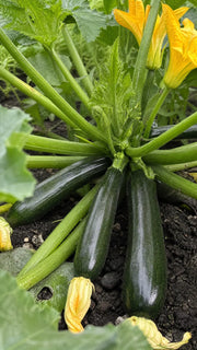 Sommersquash 'Black Beauty' frø – foto af grøntsagsplanten