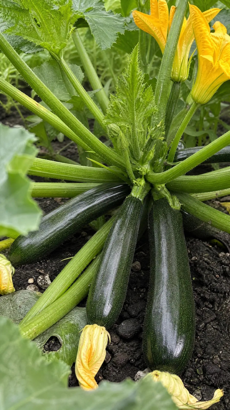 Sommersquash 'Black Beauty' frø – foto af grøntsagsplanten