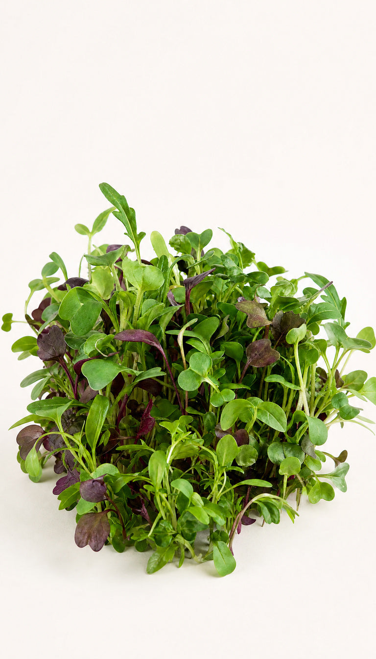 Blandet salat-mikrogrønt som plantebillede, mere afstand, 768 x 1344 px