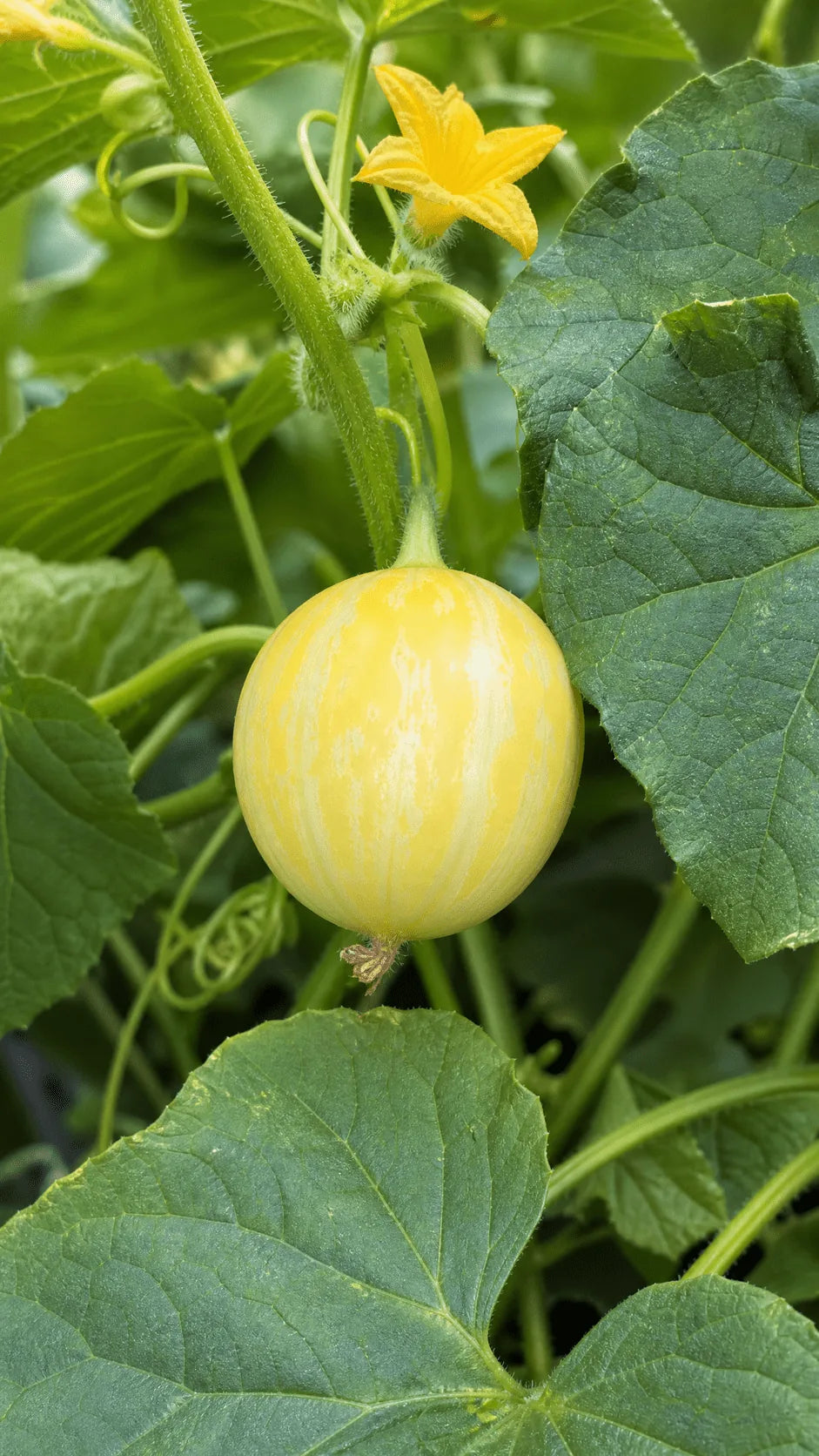 Agurk Crystal Apple frø – foto af agurkplanten