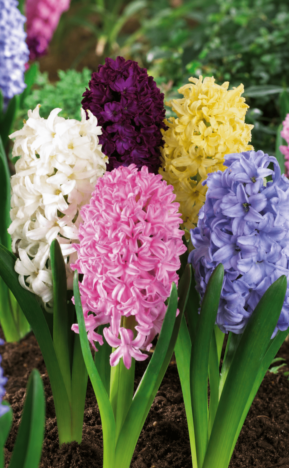 Selected mix blomsterløg hyacinter i hvid, pink og lilla