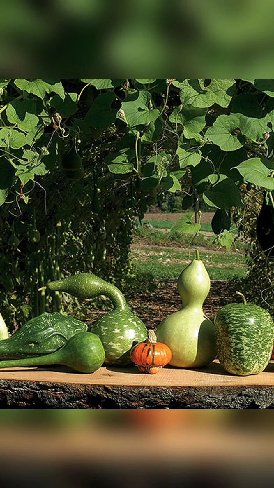 Pyntegræskar frø – foto af planten med frugter