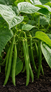 Dværgbønne 'Maxi' 50g frø – foto af dværgbønneplanten med grønne bælge