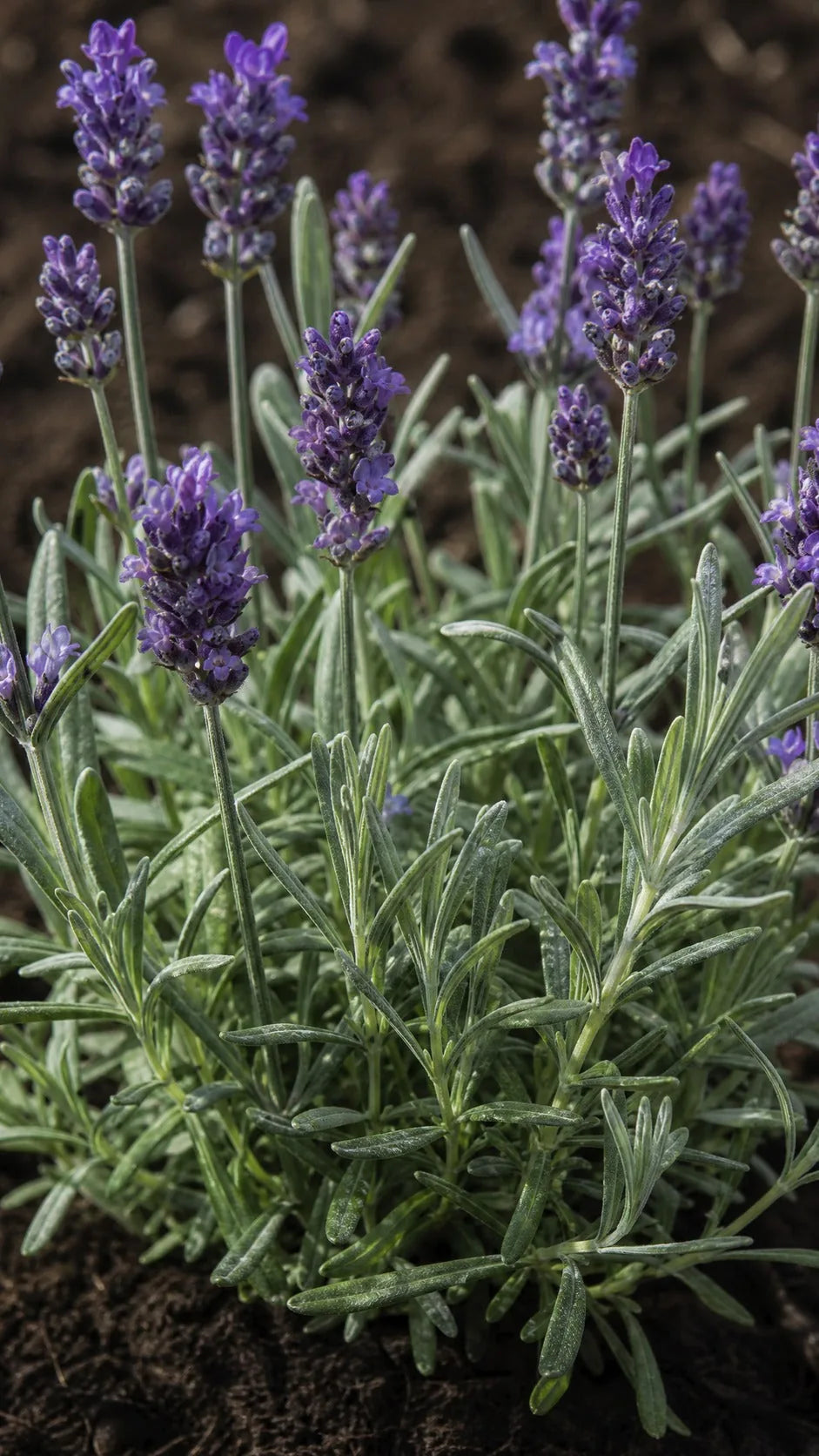 Ægte lavendel fra tæt vinkel