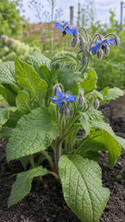 Hjulkrone fra tæt vinkel