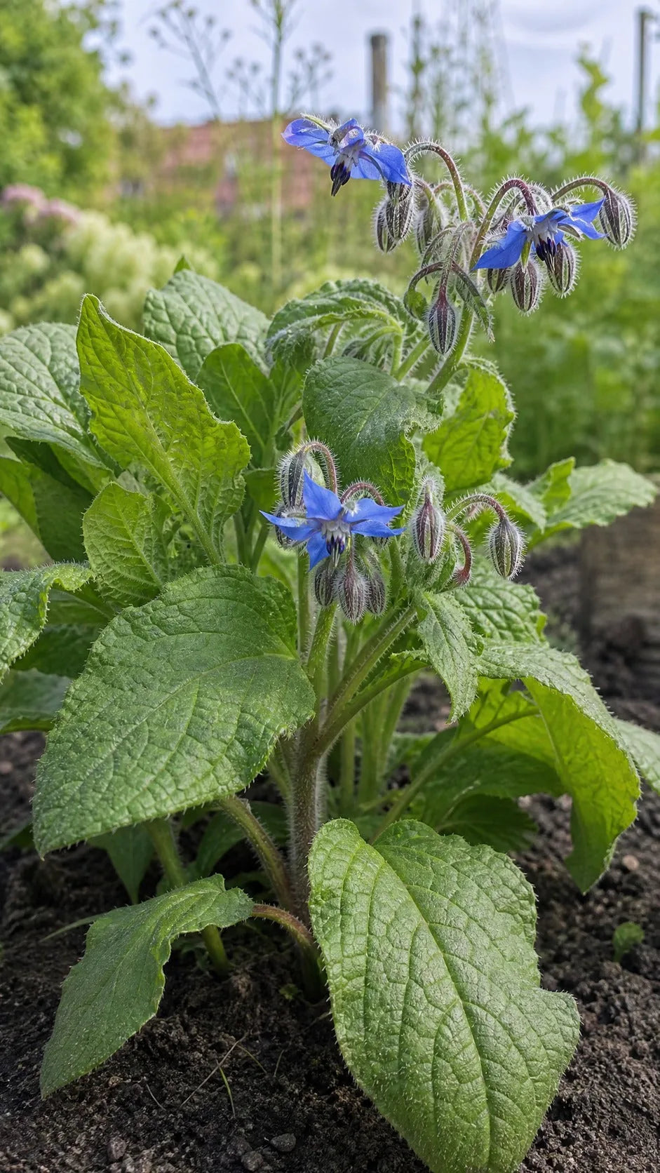 Hjulkrone fra tæt vinkel