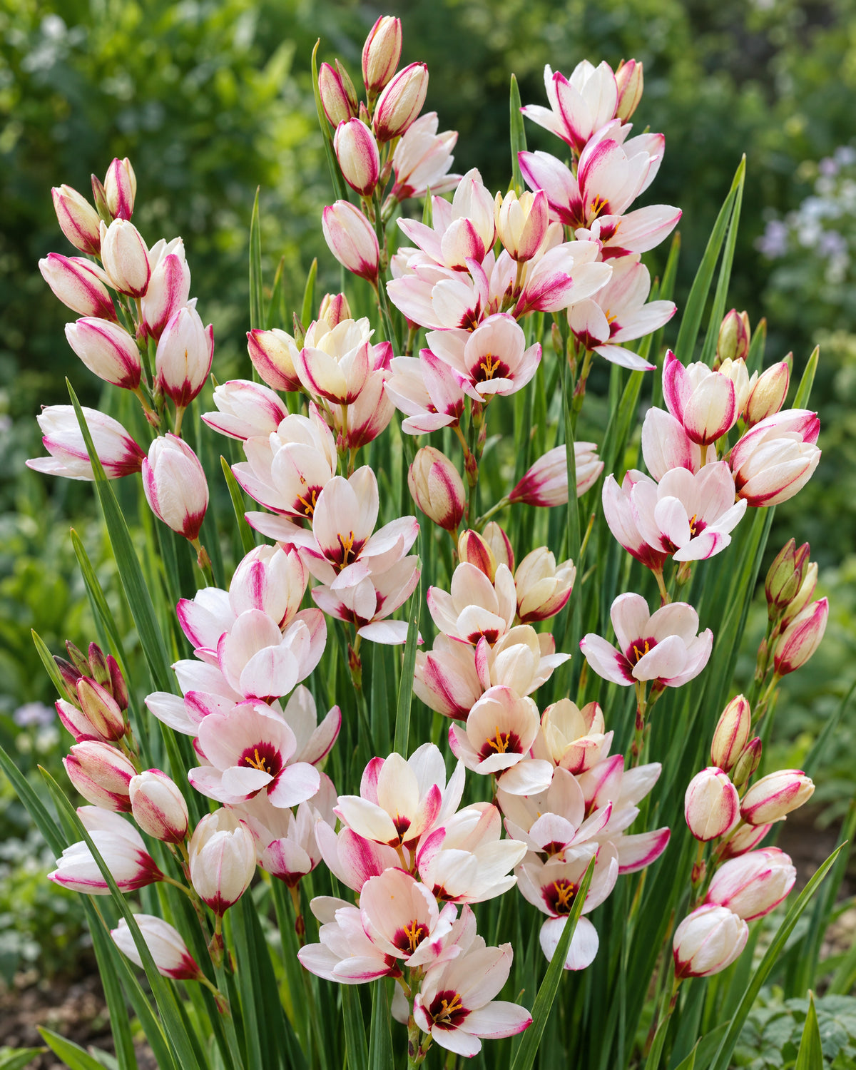 Ixia Spotlight med hvide stjerneblomster, pink kanter og mørkt centrum