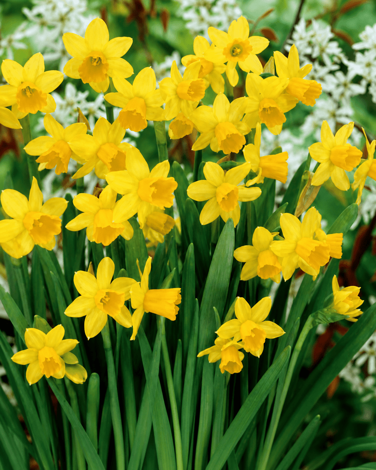 Narcissus Tete a Tete med gule og orange blomster