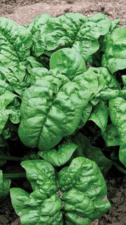 Spinat 'Early Giant Leaf' frø – foto af grøntsagsplanten