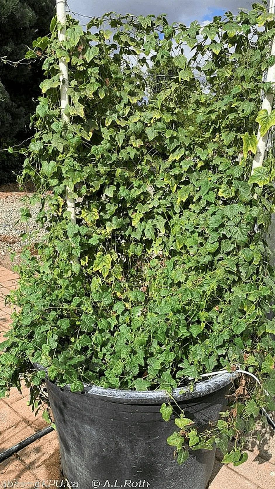 Miniagurk Jungleagurk frø – foto af agurkplanten