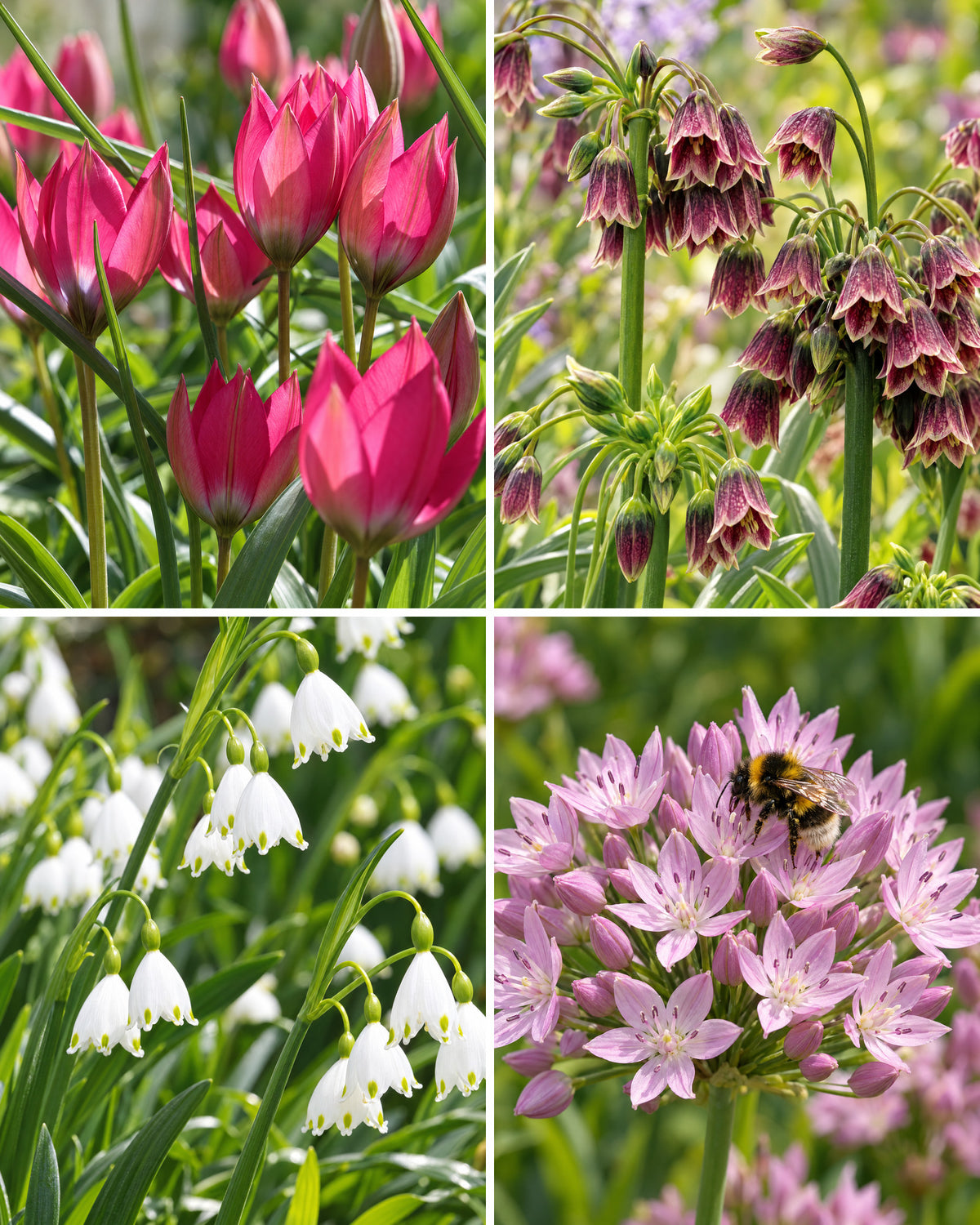 Bivenlig løgblanding – fire felter med botaniske tulipaner, mørke fritillaria, sommerklokker og rosa prydløg med humlebi