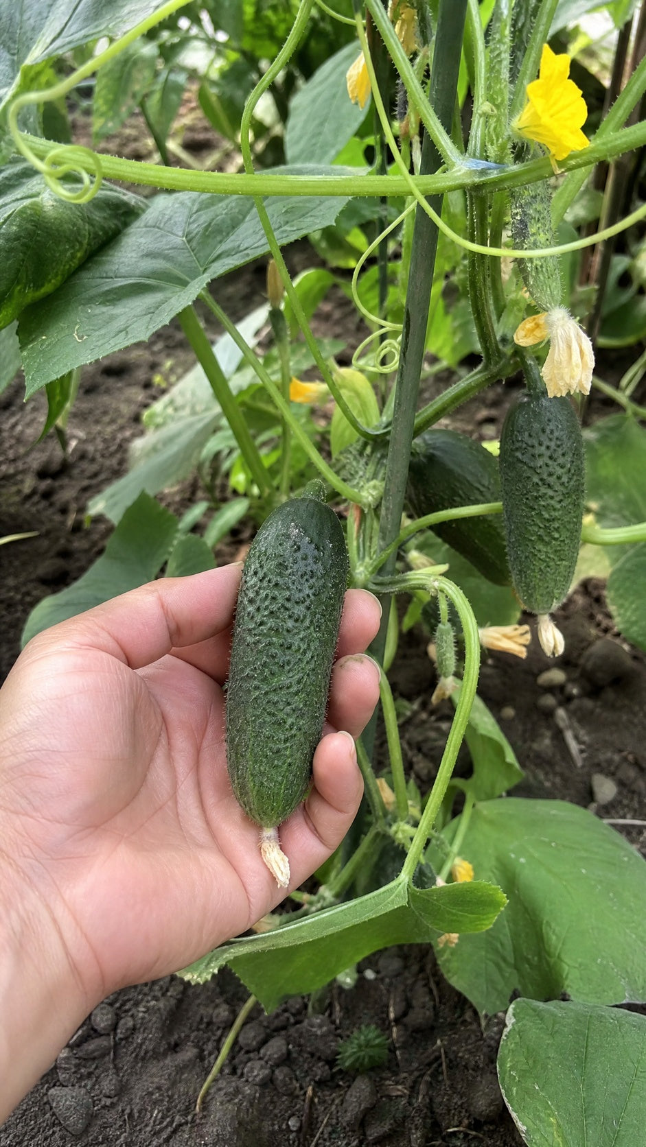 Drueagurk Profi F1 – frisk drueagurk høstes fra planten