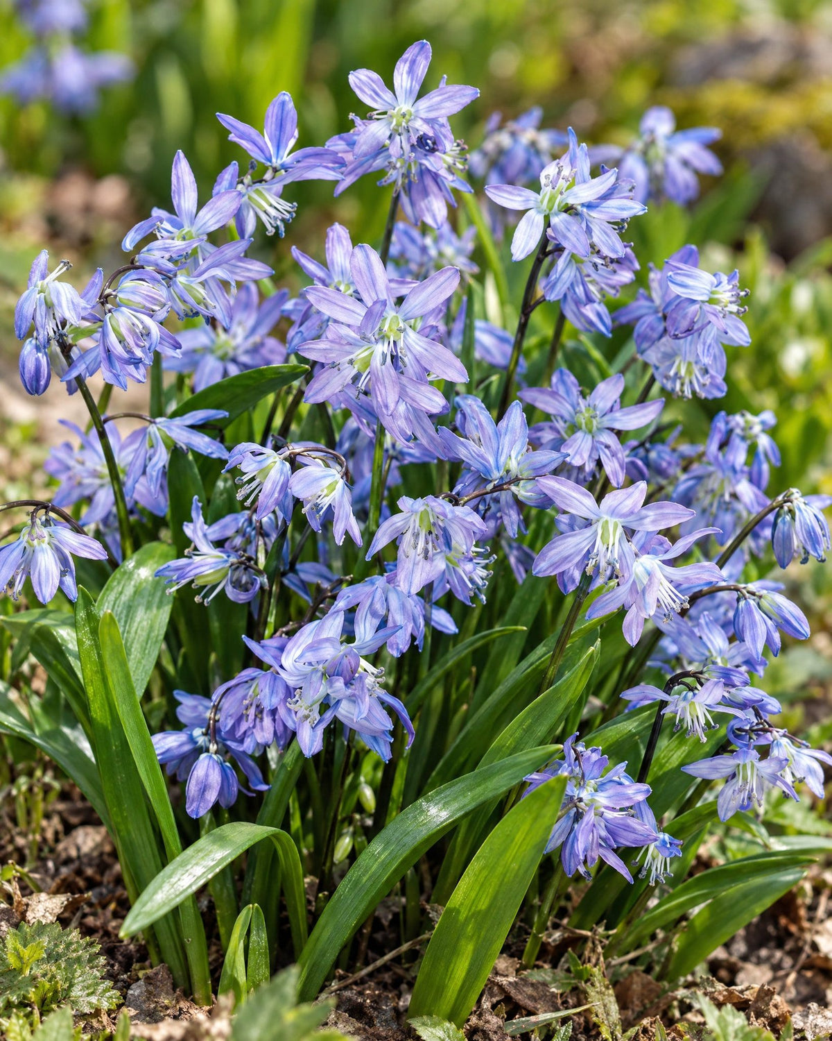 Russisk skilla med lavendelblå stjerneblomster